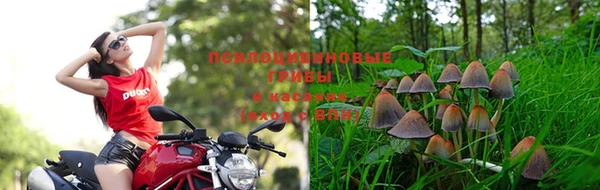 стаф Алзамай